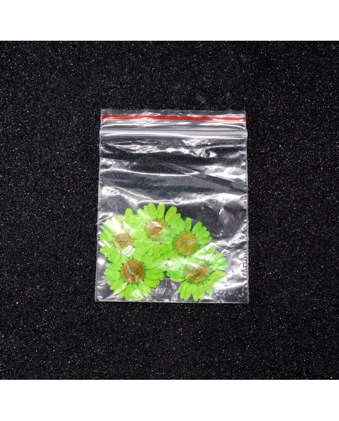 Kurutulmuş Papatya - Fıstık Yeşil 10 adet