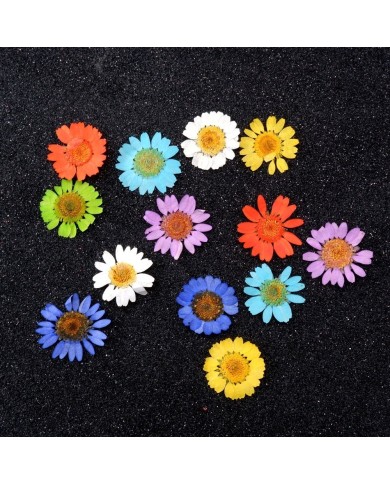 Kurutulmuş Papatya Seti 1 - 7 Renk 14 Adet Kurutulmuş Papatya Seti 1 - 7 Renk 14 Adet