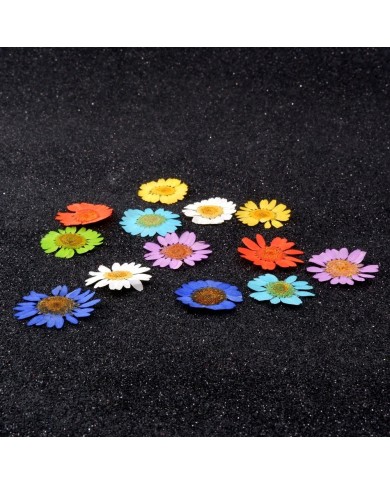 Kurutulmuş Papatya Seti 1 - 7 Renk 14 Adet Kurutulmuş Papatya Seti 1 - 7 Renk 14 Adet