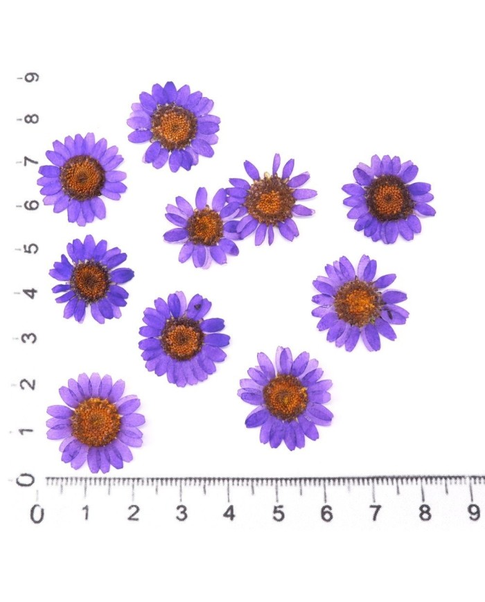 Kurutulmuş Papatya - Mor 10 Adet