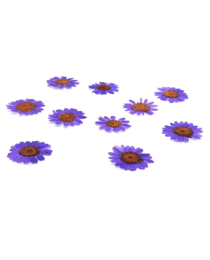 Kurutulmuş Papatya - Mor 10 Adet