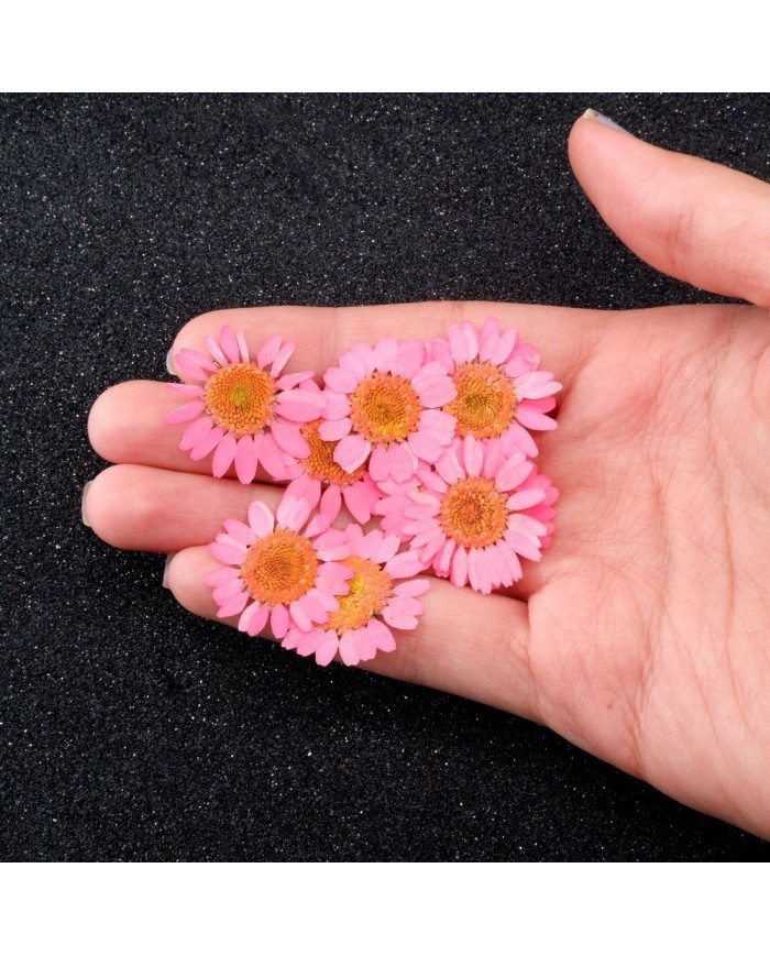 Kurutulmuş Papatya - Pembe 10 Adet