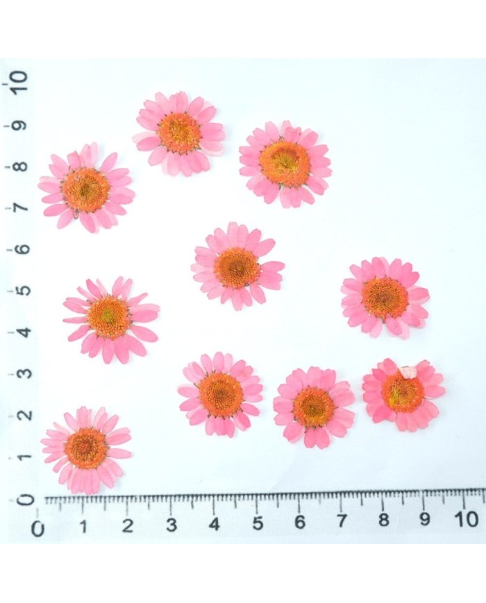 Kurutulmuş Papatya - Pembe 10 Adet